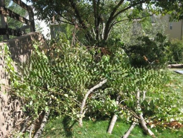 Tree Removal